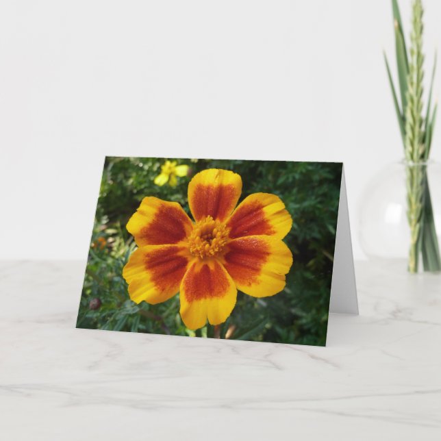 Carte Disco Marigold Orange et Rouge Fleur d'été (Devant)