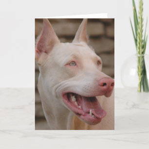 Carte Doberman blanc