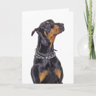 Carte Dobermann avec le regard sournois qui je ?