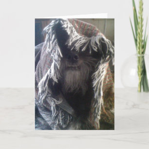 CARTE DOGGIE IN BLANKETS DIT QUE "PEEK-A-BOO" VOUS MANQU