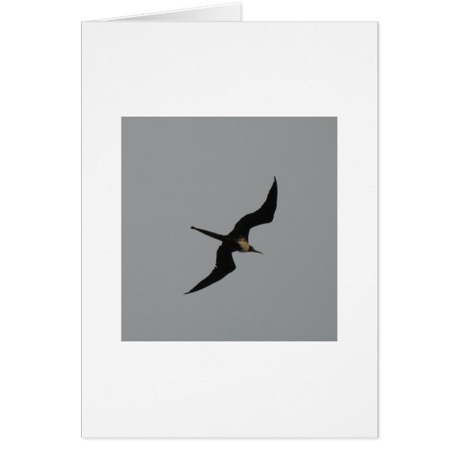 Carte d'oiseau de frégate (Devant)