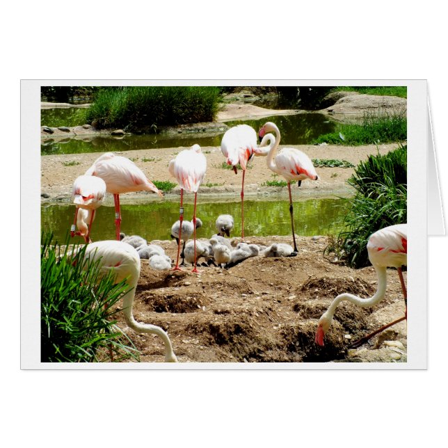 Carte d'oiseau Flamants roses et poussins (Devant horizontal)