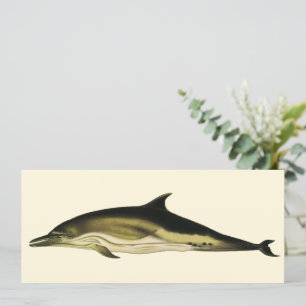 Carte Dolphin Delphinus Delphis, Mammifères marins Vinta