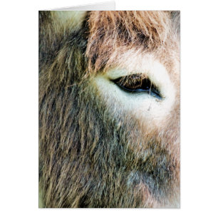 CARTE DONKEY