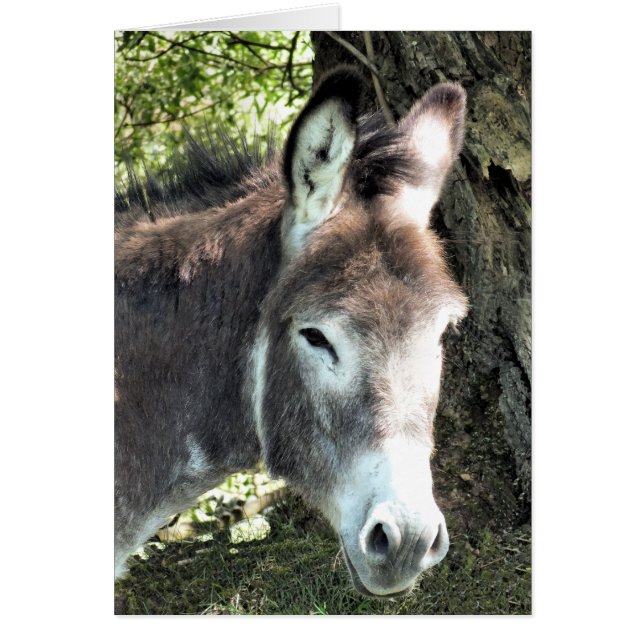 Carte DONKEY (Devant)