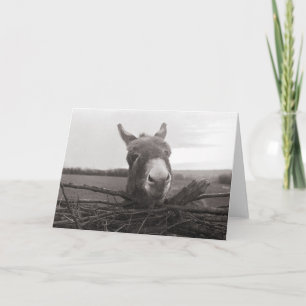 Carte Donkey amical - Photo Vintage