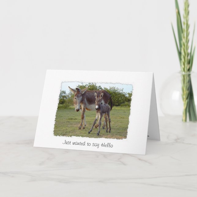 carte donkey new born (Devant)