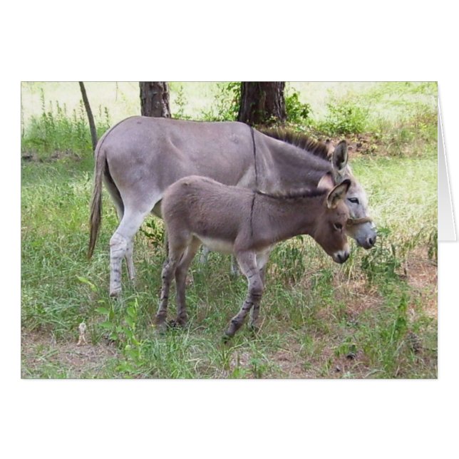 Carte Donkey Zonkey (Devant horizontal)
