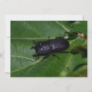 Carte Dorcus parallelipipedus, le moindre dendroctone du