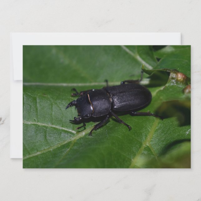 Carte Dorcus parallelipipedus, le moindre dendroctone du (Devant)