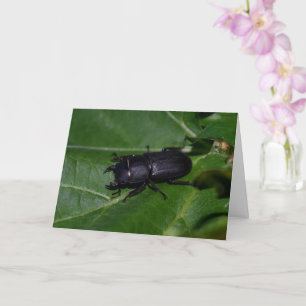 Carte Dorcus parallelipipedus, le moindre dendroctone du