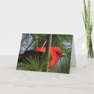 Carte d'O'Tanager d'écarlate