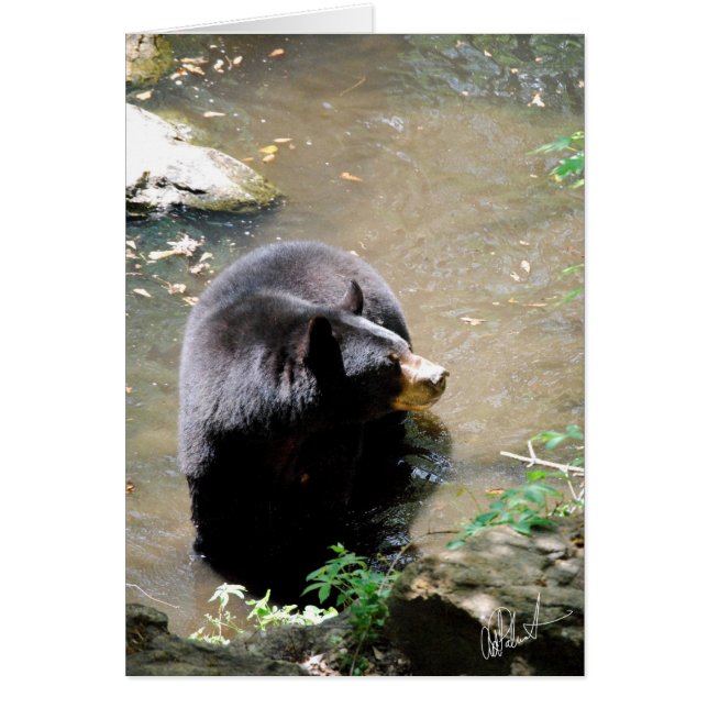 Carte d'ours (Devant)