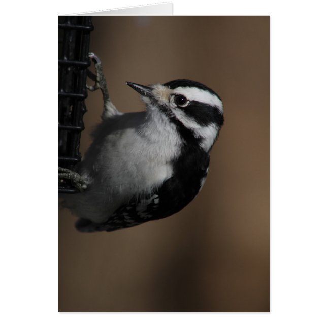 Carte Downy Woodpecker (Devant)