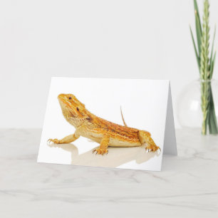 Carte Dragon barbu