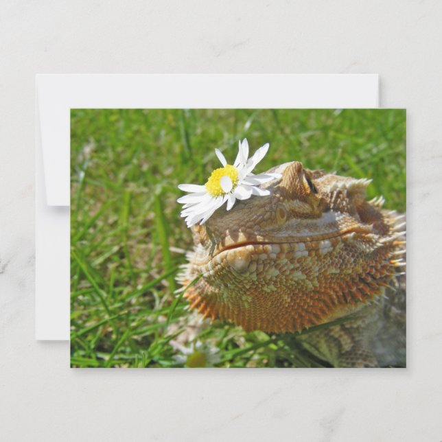 Carte Dragon barbu (Devant)