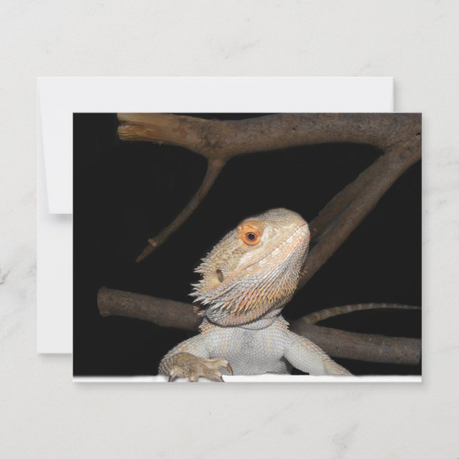 Carte Dragon barbu 2 (Devant)