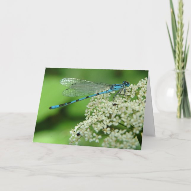 Carte Dragonfly (Devant)
