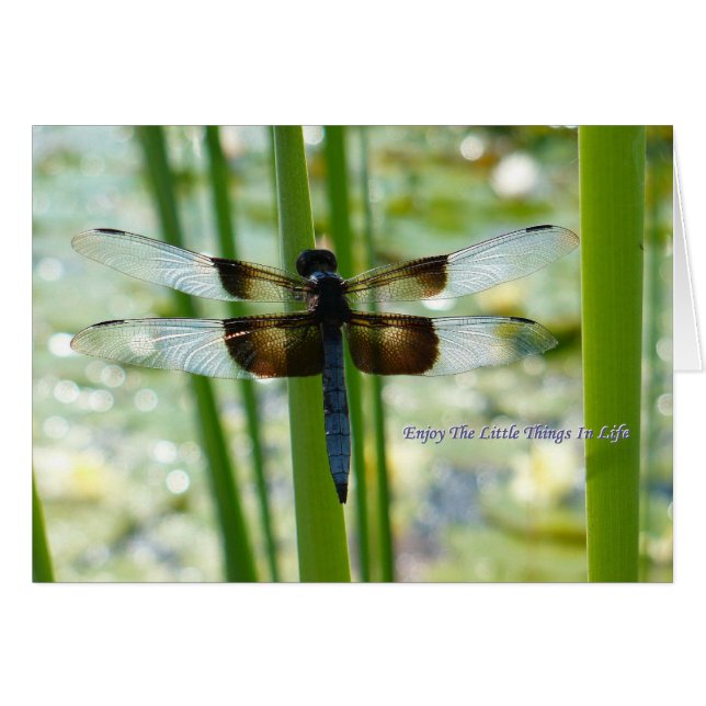 Carte Dragonfly bleu (Devant Horizontal)