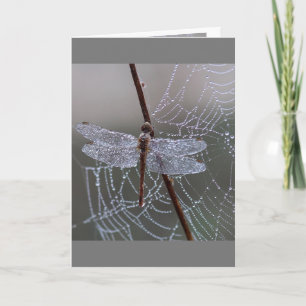 Carte Dragonfly Dragonflies Signification
