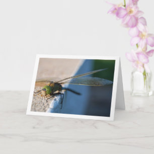 Carte Dragonfly on Ledge