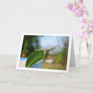 Carte Dragonfly sur la feuille verte