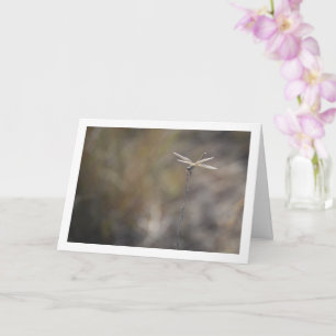 Carte Dragonfly sur Stalk Portrait