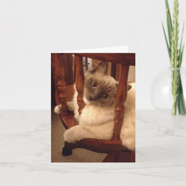 Carte Drôle avec l'attitude chiffon chat poupée (Devant)