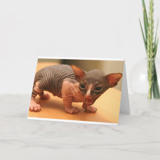 Carte Drôle chaton sphynx