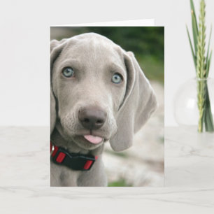 Carte Drôle Chien Sticking Tongue Out Photo