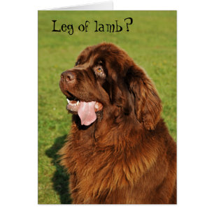 Carte drôle de Terre-Neuve