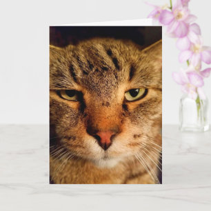 Carte Drôle Dégoûté Chat Cancer Encouragement