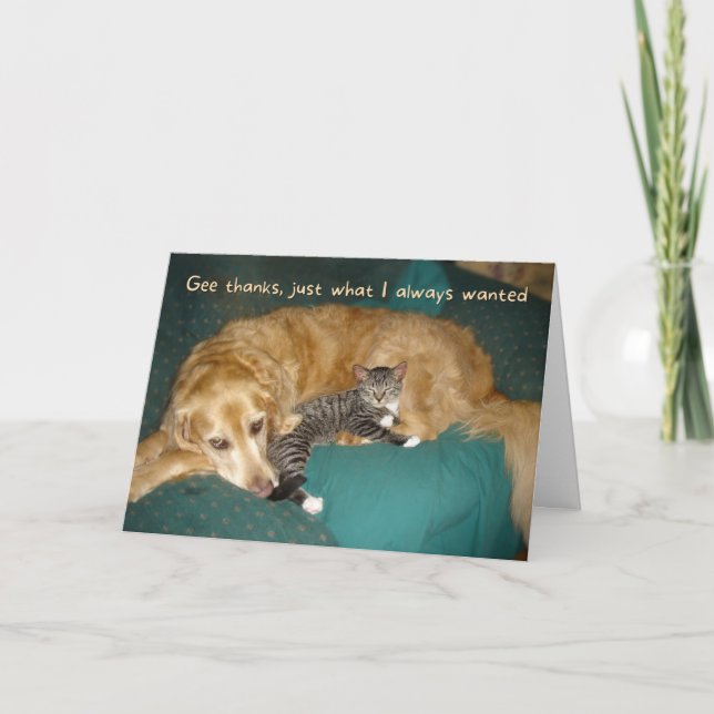 Carte Drôle Golden Retriever avec Kitten Anniversaire (Devant)