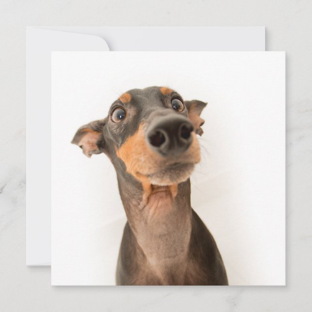 Carte Drôle mignon Doberman Chien Chien Chien Chien (Devant)
