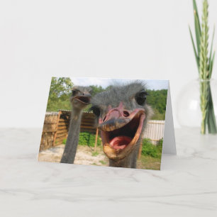 Carte Drôle Ostrich Bird Photo What's Up