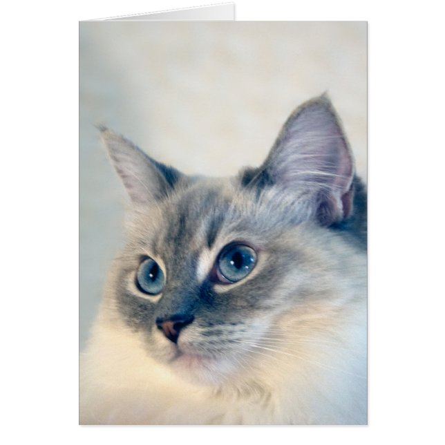 Carte du chat #2018 de Ragdoll (Devant)