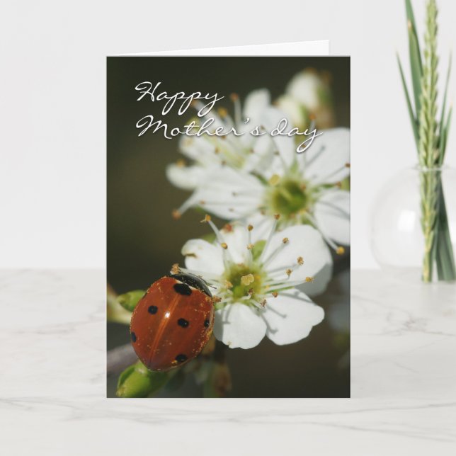 Carte du jour de mère avec Ladybird sur l'aubépine (Devant)