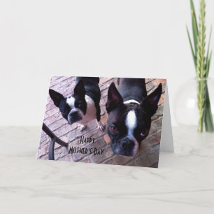 Carte du jour de mère de Boston Terrier