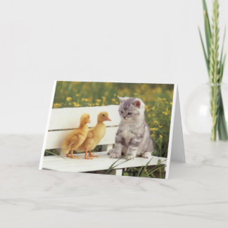 Carte Duckheap et un ami interviewer chaton.