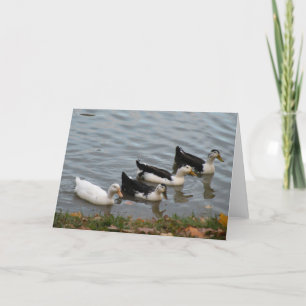 Carte Ducks