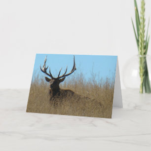 Carte E26 Élan mâle couché dans les mauvaises herbes
