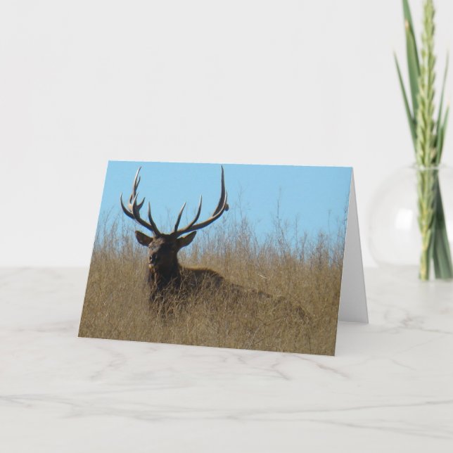 Carte E26 Taureau couché dans les mauvaises herbes (Devant)
