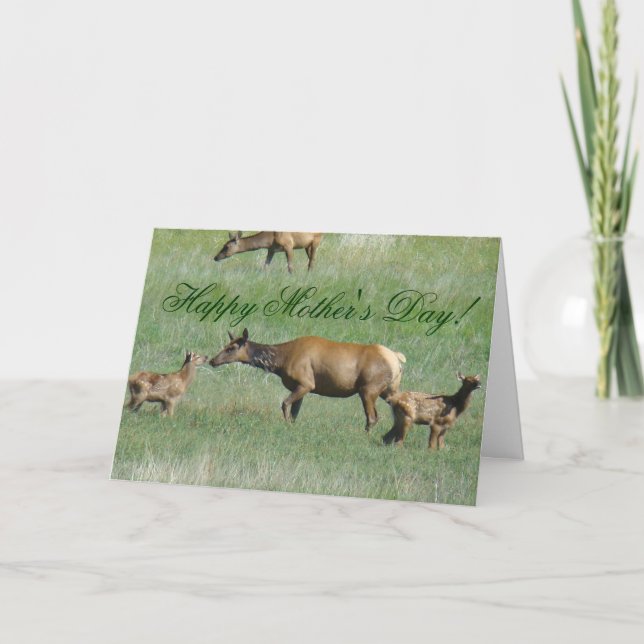 Carte E3 Elcs et veaux de vache (Devant)