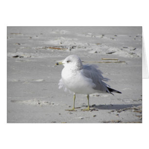 Carte ébouriffée par le vent de mouette