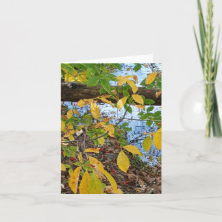 Carte Ecclesiastes 3:1 