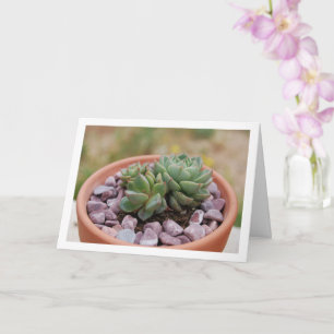 Carte Echeveria Purpusorum, Plante successif