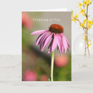 Carte Echinacea Pensée pour toi (photographie par moi)