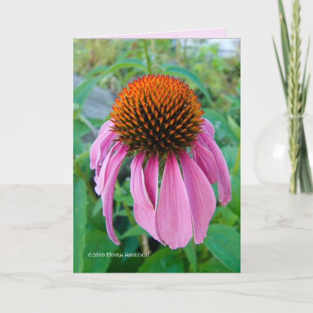 Carte Échinacée rose (Devant)
