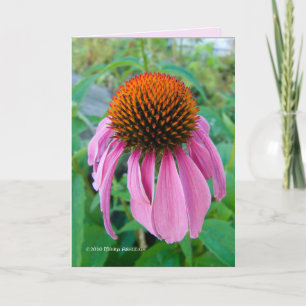 Carte Échinacée rose