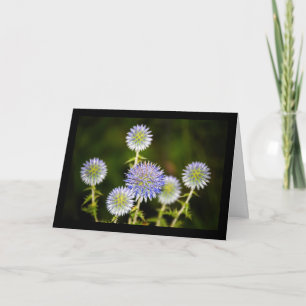 Carte Echinops Sphaerocephalus, Chardon-globe glanduleux